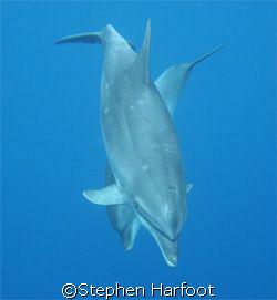 Close Encounter. Ascension Island 2007.UK SELECTED AS THE... by Stephen Harfoot 